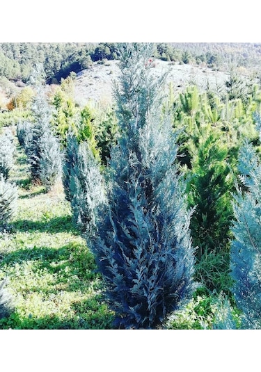 Mavi Servi Çam Fidanı