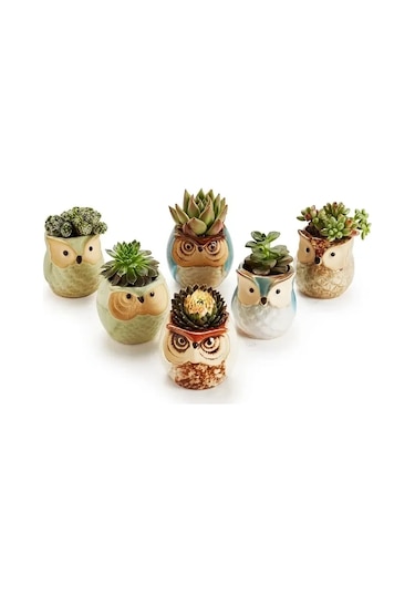 6 Adet Baykuş Etli Saksı Karikatür Başparmak Pot Taş Nefes