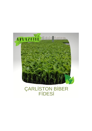 Çarliston Biber Fidesi 100 Adet