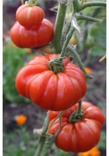 150 Adet Tohum  Köy Domatesi Ata Tohum Tarla Domatesi Yeni Hasat Domates Tohumlar Hediye Tohu