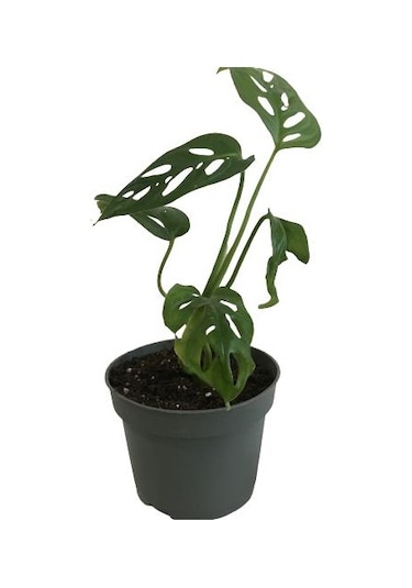 Mini Boy Monstera Monkey Mask 25 Cm