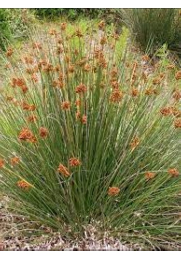 Juncus Acutus Keskin Uçlu Saz Fidanı 1-2 Yaş Arası Saksılı