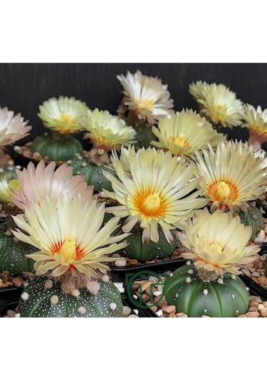 Astrophytum Asterias Serisi 1 Adet Nadir Koleksiyon Kaktüs 5.5 Cm