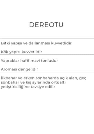 Dereotu Tohumu 10 Gr Derebey