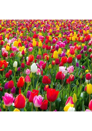 Özel Karışık Mix Lale Soğanı 10adet