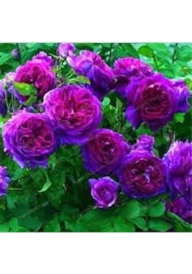 20 Adet Tohum Nadir Bulunan Mor Gül Tohumu Saksı Toprak