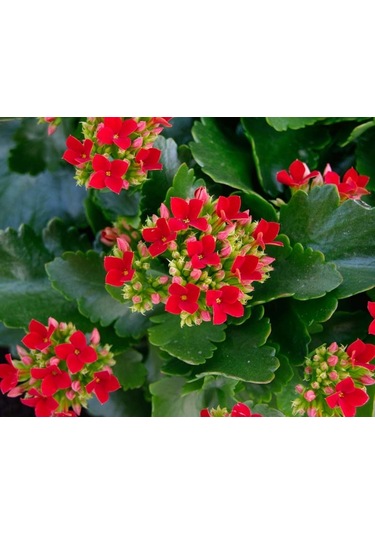 Kırmızı Kalanşo Çiçeği 3 Adet