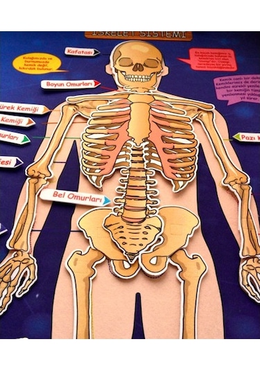 Tox İskelet Sistemi Keçe Duvar Panosu . Eğitici Oyuncak
