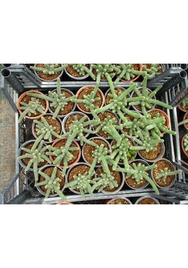 Yılan Kaktüs Chamaecereus Silvestris 10 Adet