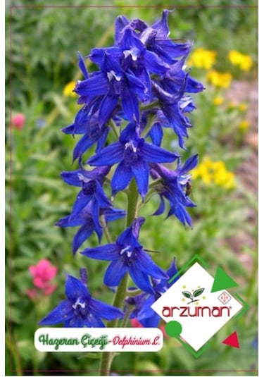 Arzuman Süs Bitki Hazeran Çiçek Tohumu