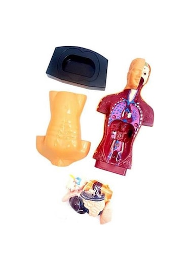 Kızılkaya Yarım İnsan Vücudu 3d Eğitim Seti 3301