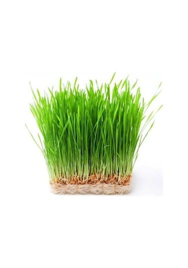 500 Adet Tohum Buğday Çimi Tohumu + Saksı Toprak