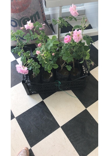 Ispartadan Gül Fidanı 5 Adet 15-25 Cm 427
