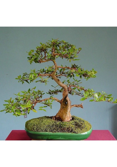 Bodur Bonsai Hambeles Ağacı Tohumu 5 Tohum +Saksı+Toprak+ T