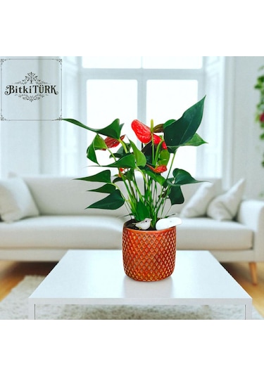 Bitkitürk-beton Saksıda Antorium Çiçeği Ofis Salon İç Mekan
