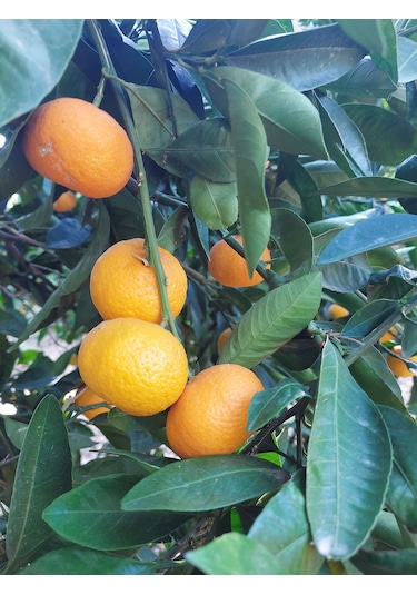 Doğal Bizden Doğal Fermantasyon Mandalina Sirkesi 2 x 500 ML