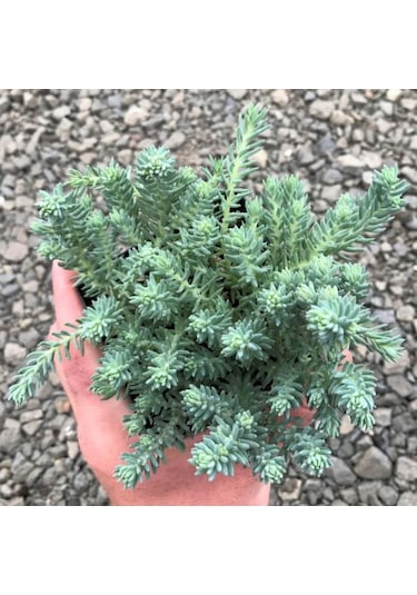 Sedum Reflexum 'blue Spruce' - 5 Adet Yer Örtücü Sukulent