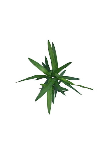 Yuca Gigantea Yuka Çiçeği Ø12 Cm Y30-35 Cm
