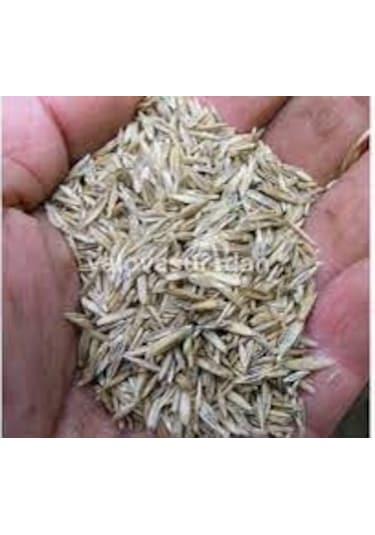 1KG Çim Tohumu İthal 3Lü Karışım Özel Çim Tohumu T