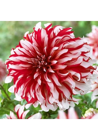 Karışık Yıldız Çiçeği Tohumu Dahlia Çiçeği Tohumu Yetiştirme Kiti