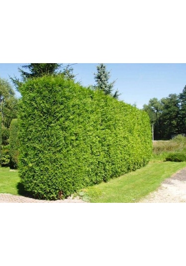 Yeşil Mazı 5 Adet / 30-50 Cm Çit Bitkisi Thuja Orientalis