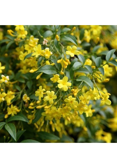 Sarı Arap Yasemin Fidanı Saksılı 1-2 Yaş Arası