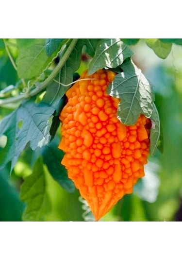 Kudret Narı Tohumu 15-20 Tohum