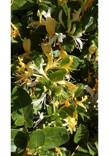 Hanımeli Fidanı 35 45 Cm