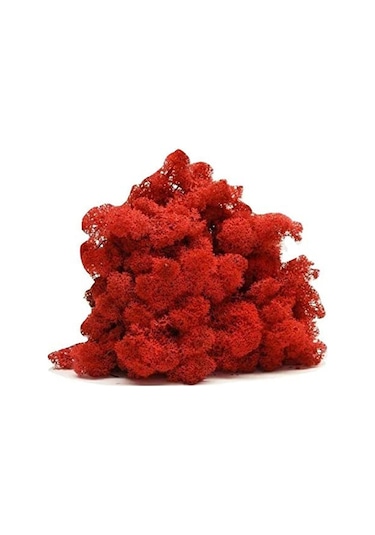 Trend Bahçe Reindeer Moss Kırmızı Şoklanmış Norveç Yosunu 500 G