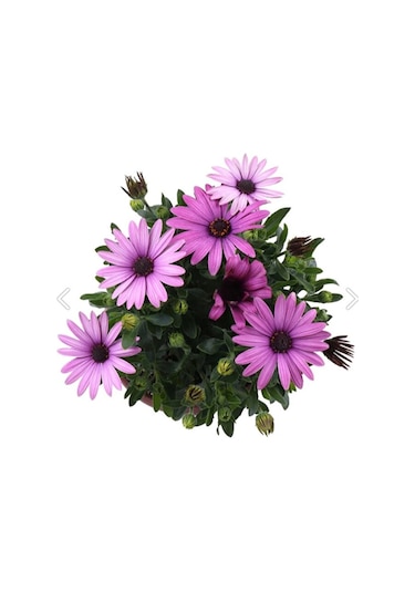 Thebestonline Bodrum Papatyası - Osteospermum - Saksı'da Canlı Çiçek - 4'lü Miks