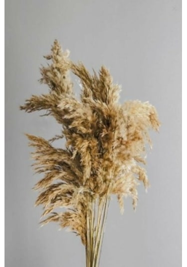 Pampas 10 Adet