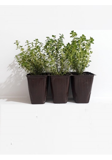 Fide Sepeti Limonlu Kekik Fidesi (3Lü Ambalaj) 334695683