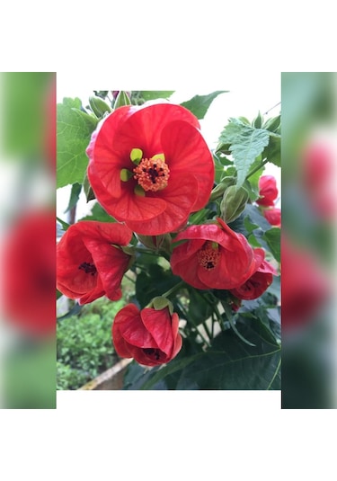 Japon Gülü Chinese Rose / Hibiscus 70 - 120 Cm Tüplü