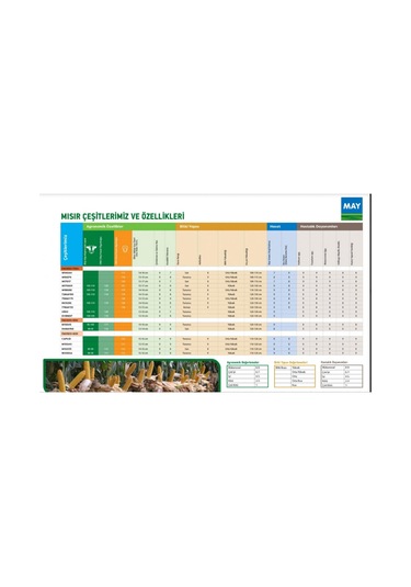 May Bodega Hibrit Sılajlık Mısır Tohumu