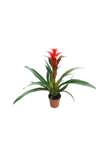 Guzmania Lingulata 'Red' (Guzmanya) Ø12 CM Y35-40 CM