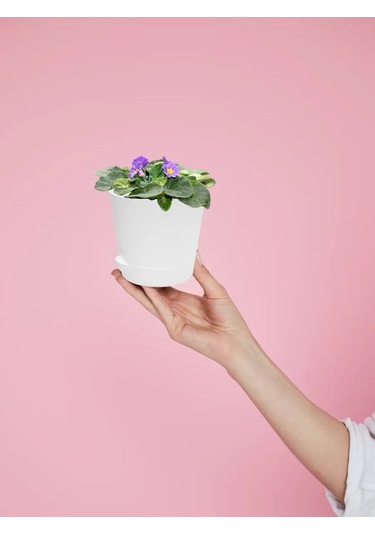 Interm Küçük Kaktüs Saksısı, Tabaklı, Saksı Seti 0,4 L 362274406