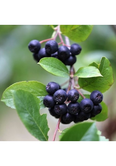 Tüplü Her Bölgeye Uygun 50 Adet Siyah Aronya Fidanı 20-40 Cm