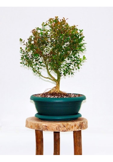 Bonsai Buxus - 7 Yaşında Hediyelik Bonsai Ağacı
