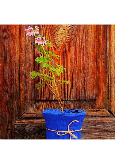 Itır (Pelargonium graveolens)