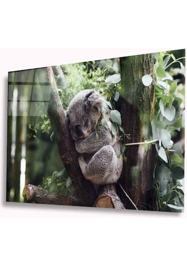 Koala Cam Tablo Evlika 4mm Dayanıklı Temperli Cam