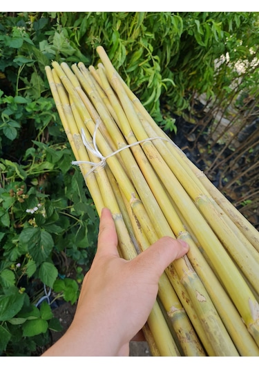 Bambu Fidan Bitki Destek Çubuğu 50 Adet 2 Metre Boy