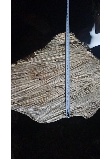 Kayın Ağacı Tomruk - Kütük - Boy 72cm Çapı 100-140 Cm 72x110