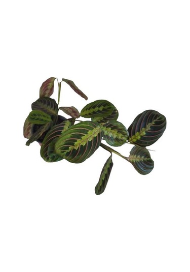 Kalatya Maranta - Calathea Marantha