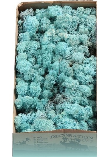 Reindeer moss AQUAMARİNE(TURKUAZ) şoklanmış norveç yosunu