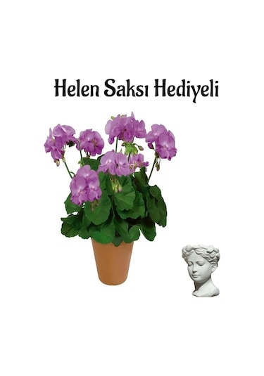 Mor Renk Sardunya Çiçeği Sevgililer Gününe Özel Helen Saksı Hediyeli