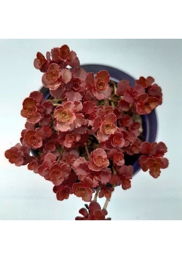 Kırmızı Sedum 15 Adet - Yer Örtücü Çok Yıllık Bitki