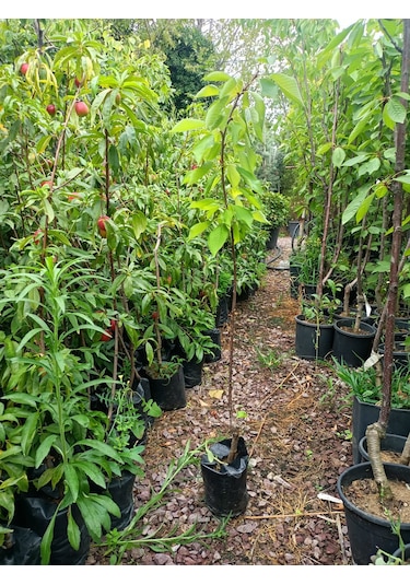 Yeşil Deniz Fidancılık Tüplü Regina Kiraz Fidanı 100-150 Cm