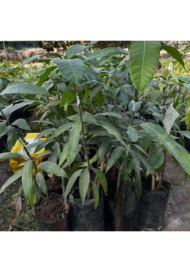 Kent Mango Fidanı 2 Yaş Aşılı, Tüplü, 60 70 Cm Lifsiz & Tatlı