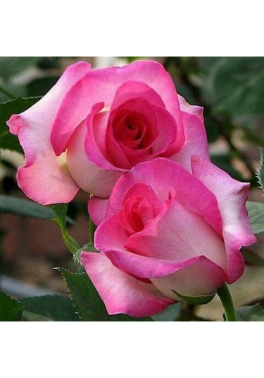 Yediveren Tüplü Aşılı Princess Pembe Gül Fidanı