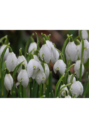 Kardelen Çiçeği Soğanı 5 Adet